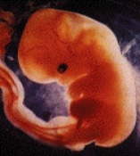 obrázek Embryo
