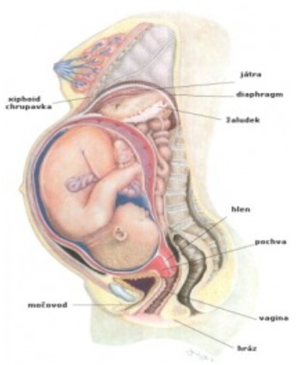 obrázek Nákres těla těhotné ženy